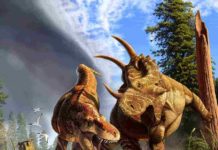 T. rex’s long legs were made for marathon walking In this artist's depiction of wildlife from Alberta, Canada, 77 million years ago, the tyrannosaur Daspletosaurus hunts a young horned Spinops, while an adult Spinops tries to interfere and a Coronosaurus watches from a distance. Credit: Julius Csotonyi.