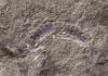 World’s oldest bug is fossil millipede from Scotland UT Austin scientists found that the fossil millipede Kampecaris obanensis was 425 million years old. Credit: British Geological Survey