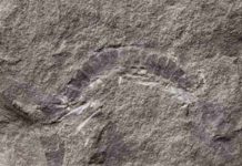 World’s oldest bug is fossil millipede from Scotland UT Austin scientists found that the fossil millipede Kampecaris obanensis was 425 million years old. Credit: British Geological Survey