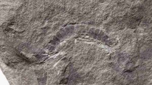 UT Austin scientists found that the fossil millipede Kampecaris obanensis was 425 million years old. Credit: British Geological Survey