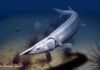 300-million-year-old fish resembles a sturgeon but took a different evolutionary path In a new report, paleontologists Lauren Sallan and Jack Stack re-examine the “enigmatic and strange” prehistoric fish Tanyrhinichthys mcallisteri.
