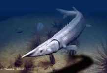 In a new report, paleontologists Lauren Sallan and Jack Stack re-examine the “enigmatic and strange” prehistoric fish Tanyrhinichthys mcallisteri.