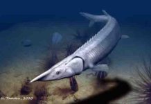 300-million-year-old fish resembles a sturgeon but took a different evolutionary path In a new report, paleontologists Lauren Sallan and Jack Stack re-examine the “enigmatic and strange” prehistoric fish Tanyrhinichthys mcallisteri.