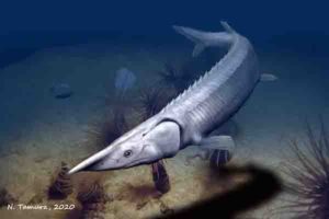 In a new report, paleontologists Lauren Sallan and Jack Stack re-examine the “enigmatic and strange” prehistoric fish Tanyrhinichthys mcallisteri. 