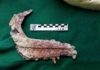 Argentine paleontologists discover small carnivorous dinosaur The fossilized jaw of an Overoraptor chimentoi, a new species of dinosaur discovered in Argentine Patagonia