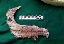 Argentine paleontologists discover small carnivorous dinosaur The fossilized jaw of an Overoraptor chimentoi, a new species of dinosaur discovered in Argentine Patagonia