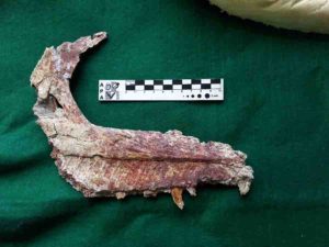 The fossilized jaw of an Overoraptor chimentoi, a new species of dinosaur discovered in Argentine Patagonia