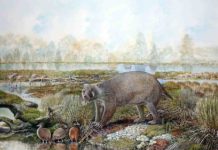 Big-boned marsupial unearths evolution of wombat burrowing behavior Life reconstruction of the giant wombat relative Mukupirna nambensis on the shores of Lake Pinpa 25 million years ago. Also shown are stiff-tailed ducks (foreground) and flamingos (background), the remains of which are known from the same fossil deposit. Credit: Painting by Peter Schouten.
