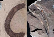 New Argentine fossils uncover history of celebrated conifer group Pictured left is an exceptionally preserved male pollen cone of Araucaria huncoensis showing characteristic cylindrical shape and many long, pointed bracts at the base. Pictured right is a leafy branch fossil of Araucaria huncoensis, showing rare preservation of a branching point connecting two leafy branch segments and a connected growth point on the right segment. The branches are usually shed from the tree as individual segments.