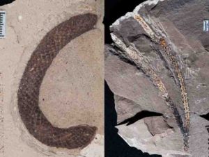 Pictured left is an exceptionally preserved male pollen cone of Araucaria huncoensis showing characteristic cylindrical shape and many long, pointed bracts at the base. Pictured right is a leafy branch fossil of Araucaria huncoensis, showing rare preservation of a branching point connecting two leafy branch segments and a connected growth point on the right segment. The branches are usually shed from the tree as individual segments.