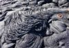Remixed mantle suggests early start of plate tectonics New Curtin University research on the remixing of Earth's stratified deep interior suggests that global plate tectonic processes, which played a pivotal role in the existence of life on Earth, started to operate at least 3.2 billion years ago. Credit: Professor Zheng-Xiang Li