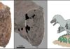 Tiny Japanese dinosaur eggs help unscramble Cretaceous ecosystem An egg of Himeoolithus murakamii (left), outlined egg with intact eggshell remains (black area) (middle), and reconstruction of Himeoolithus murakamii and their probable parent dinosaur (right).