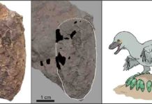 Tiny Japanese dinosaur eggs help unscramble Cretaceous ecosystem An egg of Himeoolithus murakamii (left), outlined egg with intact eggshell remains (black area) (middle), and reconstruction of Himeoolithus murakamii and their probable parent dinosaur (right).