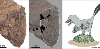 An egg of Himeoolithus murakamii (left), outlined egg with intact eggshell remains (black area) (middle), and reconstruction of Himeoolithus murakamii and their probable parent dinosaur (right).