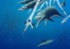 15-foot-long skeleton of extinct dolphin suggests parallel evolution among whales This illustration shows a life restoration of a pod of Ankylorhiza tiedemani hunting. Credit: Robert W Boessenecker