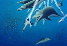 15-foot-long skeleton of extinct dolphin suggests parallel evolution among whales This illustration shows a life restoration of a pod of Ankylorhiza tiedemani hunting. Credit: Robert W Boessenecker