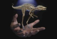 Life restoration of Kongonaphon kely, a newly described reptile near the ancestry of dinosaurs and pterosaurs, shown to scale with human hands. The fossils of Kongonaphon were found in Triassic (~237 million years ago) rocks in southwestern Madagascar and demonstrate the existence of remarkably small animals along the dinosaurian stem. Art by Frank Ippolito / © American Museum of Natural History