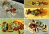 Amber fossils unlock true color of 99-million-year-old insects Diverse structural-colored insects in mid-Cretaceous amber from northern Myanmar. Credit: NIGPAS