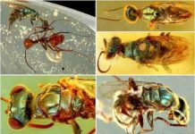 Amber fossils unlock true color of 99-million-year-old insects Diverse structural-colored insects in mid-Cretaceous amber from northern Myanmar. Credit: NIGPAS