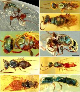 Diverse structural-colored insects in mid-Cretaceous amber from northern Myanmar. Credit: NIGPAS