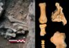 Amud 9 is shown to be a Neandertal woman weighing 60 kg who lived in the Late Pleistocene Amud 9 fossils. Credit: Osborjn M. Pearson and Adrián Pablos