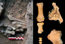 Amud 9 is shown to be a Neandertal woman weighing 60 kg who lived in the Late Pleistocene Amud 9 fossils. Credit: Osborjn M. Pearson and Adrián Pablos