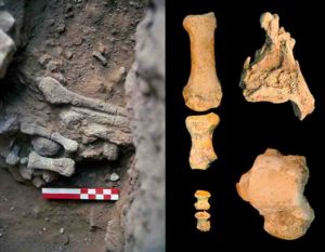 Amud 9 fossils. Credit: Osborjn M. Pearson and Adrián Pablos