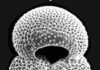 By 2025, carbon dioxide levels in Earth’s atmosphere will be higher than at any time in the last 3.3 million years The composition of fossilised zooplankton shells has enabled the reconstruction of past pH and CO2. Credit: University of Southampton