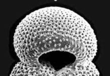 By 2025, carbon dioxide levels in Earth’s atmosphere will be higher than at any time in the last 3.3 million years The composition of fossilised zooplankton shells has enabled the reconstruction of past pH and CO2. Credit: University of Southampton