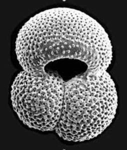 The composition of fossilised zooplankton shells has enabled the reconstruction of past pH and CO2. Credit: University of Southampton