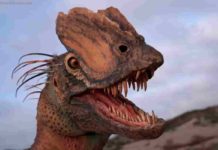 Famous ‘Jurassic Park’ dinosaur is less lizard, more bird An artist's interpretation of Dilophosaurus based on the latest research. Credit: Brian Engh / The Saint George Dinosaur Discovery Site.