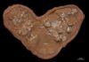 First Dinosaur Eggs Were Soft Like a Turtle’s The clutch of fossilized Protoceratops eggs and embryos examined in this study was discovered in the Gobi Desert of Mongolia at Ukhaa Tolgod. Credit: M. Ellison /© AMNH