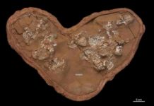 First Dinosaur Eggs Were Soft Like a Turtle’s The clutch of fossilized Protoceratops eggs and embryos examined in this study was discovered in the Gobi Desert of Mongolia at Ukhaa Tolgod. Credit: M. Ellison /© AMNH