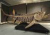 Fossil of giant 70m year-old fish found in Argentina The fossilized remains of this Xiphactinus - similar to the one found in Argentina - was discovered in the US state of Kansas and sold at auction in 2010