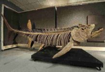 Fossil of giant 70m year-old fish found in Argentina The fossilized remains of this Xiphactinus - similar to the one found in Argentina - was discovered in the US state of Kansas and sold at auction in 2010
