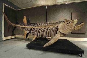 The fossilized remains of this Xiphactinus - similar to the one found in Argentina - was discovered in the US state of Kansas and sold at auction in 2010