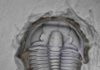 Growing up trilobite Elrathia kingii, one of the most common and well-recognized trilobites, which was collected in western Utah. Credit: M. Hopkins/© AMNH