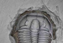 Growing up trilobite Elrathia kingii, one of the most common and well-recognized trilobites, which was collected in western Utah. Credit: M. Hopkins/© AMNH