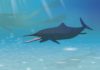 New species of Ichthyosaur discovered in museum collection Hauffiopteryx altera. Credit: McGill University