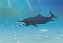 New species of Ichthyosaur discovered in museum collection Hauffiopteryx altera. Credit: McGill University