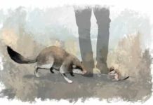 Researcher reconstructs skull of two million year-old giant dormouse Artist's impression of the giant dormouse (left) and its nearest living relative the garden dormouse (right). Credit: James Sadler, University of York