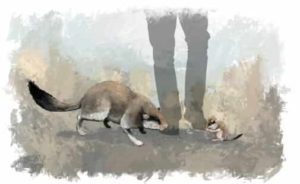 Artist's impression of the giant dormouse (left) and its nearest living relative the garden dormouse (right). Credit: James Sadler, University of York