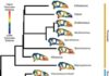 Bird skull evolution slowed after the extinction of the dinosaurs Phenotypic difference between each specimen for each landmark in the 11-module dataset and the mean skull shape.For each specimen, the mean landmark configuration is plotted with points coloured relative to the Procrustes distance between the position of that point in the mean shape and in that specimen. Warmer colours denote landmarks having higher displacement from the mean, and cooler colours are more similar to the mean shape. Data and code archived at www.github.com/rnfelice/Dinosaur_Skulls . Credit: Felice et al, 2020 (PLOS Biology, CC BY 4.0)