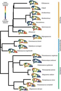 Phenotypic difference between each specimen for each landmark in the 11-module dataset and the mean skull shape.For each specimen, the mean landmark configuration is plotted with points coloured relative to the Procrustes distance between the position of that point in the mean shape and in that specimen. Warmer colours denote landmarks having higher displacement from the mean, and cooler colours are more similar to the mean shape. Data and code archived at www.github.com/rnfelice/Dinosaur_Skulls . Credit: Felice et al, 2020 (PLOS Biology, CC BY 4.0)