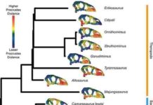 Bird skull evolution slowed after the extinction of the dinosaurs Phenotypic difference between each specimen for each landmark in the 11-module dataset and the mean skull shape.For each specimen, the mean landmark configuration is plotted with points coloured relative to the Procrustes distance between the position of that point in the mean shape and in that specimen. Warmer colours denote landmarks having higher displacement from the mean, and cooler colours are more similar to the mean shape. Data and code archived at www.github.com/rnfelice/Dinosaur_Skulls . Credit: Felice et al, 2020 (PLOS Biology, CC BY 4.0)