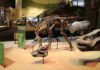 Dinosaurs’ unique bone structure key to carrying weight The structure of the trabecular, or spongy bone that forms in the interior of bones, is unique within dinosaurs, according to a recent study by SMU paleontologists and others.