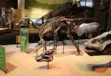 Dinosaurs’ unique bone structure key to carrying weight The structure of the trabecular, or spongy bone that forms in the interior of bones, is unique within dinosaurs, according to a recent study by SMU paleontologists and others.