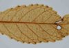 Fossil leaves show high atmospheric carbon spurred ancient ‘global greening’ A 23-million-year-old leaf preserved in a onetime New Zealand lake bed, key to past atmospheric conditions. One can see veins, glands along the teeth, and holes gnawed by insects, with resulting stunted growth and scar tissue. Credit: Jennifer Bannister/University of Otago