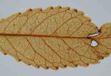 Fossil leaves show high atmospheric carbon spurred ancient ‘global greening’ A 23-million-year-old leaf preserved in a onetime New Zealand lake bed, key to past atmospheric conditions. One can see veins, glands along the teeth, and holes gnawed by insects, with resulting stunted growth and scar tissue. Credit: Jennifer Bannister/University of Otago