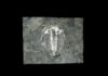Fossilised 429-mln-year-old eye mirrors modern insect vision The trilobite Aulacopleura kionickii (Barrande, 1846), size: c 1cm. Credit: Brigitte Schoenemann.